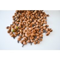 Mini-Eicheln, Junge Eicheln, Ein Naturmaterial, Die Früchte Der Roten Wildeiche Mini-Eicheln, Junge Eicheln, Ein Naturmaterial, Die Früchte Der Roten Wildeiche von DecorNatural