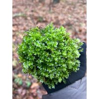 Moos/Farnmoos Laubmoos Lebendes Für Garten, Terrarium von DecorNatural