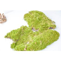 Moosbedeckte Rinde Natürliche Rustikale Terrarium Dekoration von DecorNatural