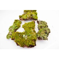 Moosrinde Set Getrocknetes Grünes Moos Für Terrarium, Fairy Garden Decor von DecorNatural