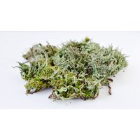 Natürliches Grünes Moos Für Landschaftsgestaltung von DecorNatural