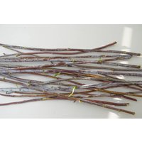 Weidenzweige Mit Grauer Blüte Rustikales Wohndekor, 15 Stück Weidenzweige Mit Grauer Blüte Rustikales Wohndekor, 15 Stück von DecorNatural