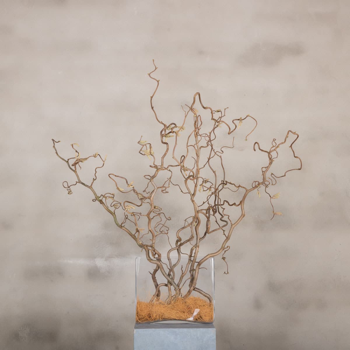 5 Korkenzieher Haselzweige | Naturbelassen | 70cm 5 Korkenzieher Haselzweige | Naturbelassen | 70cm von Decoratietakken