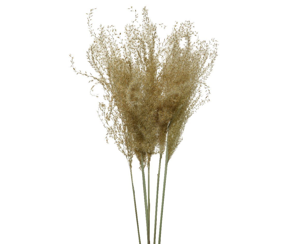 Trockenblume, Decoris season decorations, Trockenblumen Pampasgras Gräser 55cm natur braun 1 Bund von Decoris season decorations