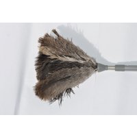 Straußenfedern Staubwedel Mit Naturfedern Ext 5002 Teleskopstiel Straußenfedern Staubwedel Mit Naturfedern Ext 5002 Teleskopstiel von Decoshop24
