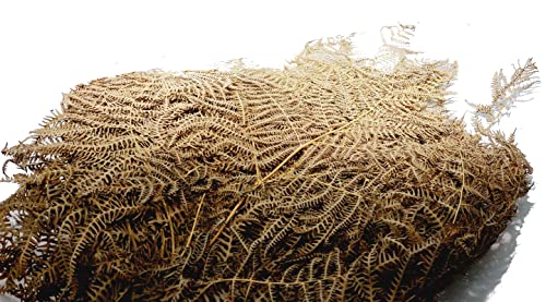 Decpero Trockenpflanze Bracken Farn getrocknet, natur, ca. 60 cm, 10 Stück, muted green von Decpero