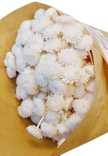 Decpero Botao Dorado getrocknet I Weiss I ca. 50 cm I Knopfblumen I Trockenblumen von Decpero