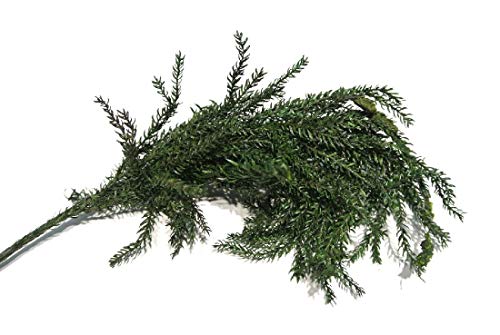 Decpero Erikamoos I grün I 600 g I Erika Moos von Decpero