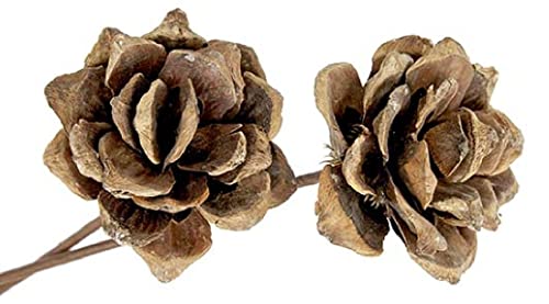 Decpero Holzrosen I Ø 8cm I Natur I 12 Stück I Pinienrosen von Decpero