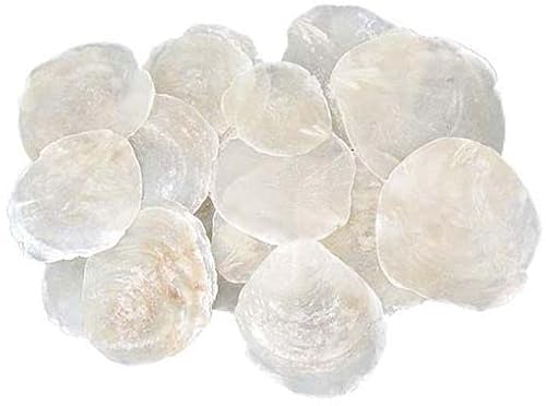 Decpero Perlmuttscheiben Natur I 50 Stück I ca. 5-10 cm I Muschelscheibe von Decpero
