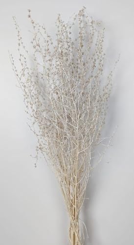 Decpero Salvia Russa getrocknet I weiß I 70-80 cm I Salbei Zweig I Trockenblumen von Decpero