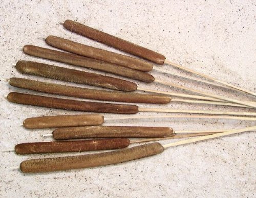 Decpero Schilfkolben Dunkelbraun/extra groß / 10 Stück von Decpero