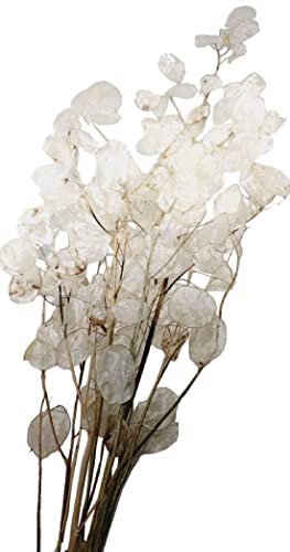 Lunaria Natur getrocknet I 70 - 80 cm I Silberblatt Trockenblumen von Decpero