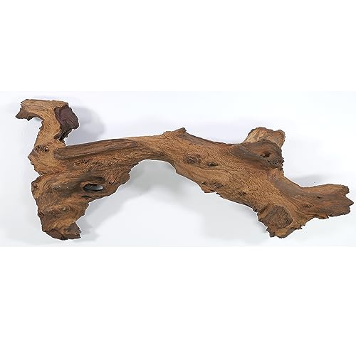 Mopani Wurzel Größe XL // Echtholzwurzel Aquariumdekoration Garnelen Zierfische Hard Scape 40cm - 50cm (Mangrove Savanna) Aquascaping von Deggelbam