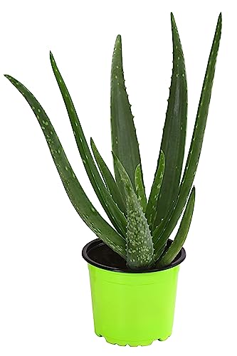 Dehner Bio Echte Aloe, Aloe vera, Sukkulente mit langen fleischigen Trieben, 20-30 cm, Ø Topf 12 cm, Zimmerpflanze von Dehner