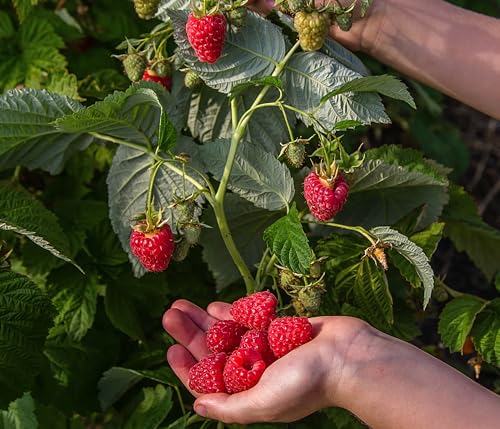 Dehner Bio Himbeere Sugana® Twotimer®, Selbstbefruchter-Sorte, süsse aromatische rote Früchte, 30-50 cm exkl. Pflanztopf, Beerenstrauch von Dehner