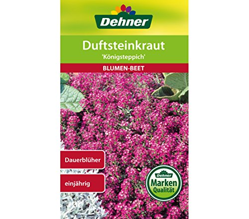 Dehner Blumen-Saatgut, Duftsteinkraut "Königsteppich", 5er Pack (5 x 0.7 g) von Dehner