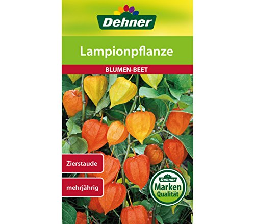 Dehner Blumen-Saatgut, Lampionpflanze, 5er Pack (5 x 1 g) von Dehner