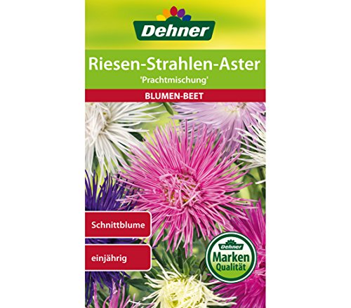 Dehner Blumen-Saatgut, Riesen-Strahlen-Aster "Prachtmischung", 5er Pack (5 x 0.9 g) von Dehner