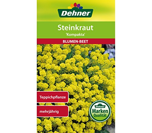 Dehner Blumen-Saatgut, Steinkraut, "Kompakta", 5er pack (5 x 3 g) von Dehner