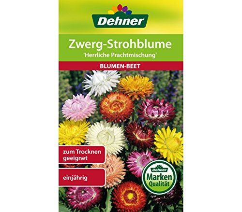 Dehner Blumen-Saatgut, Zwerg-Strohblume "Herrliche Prachtmischung", 5er Pack (5 x 1.1 g) von Dehner