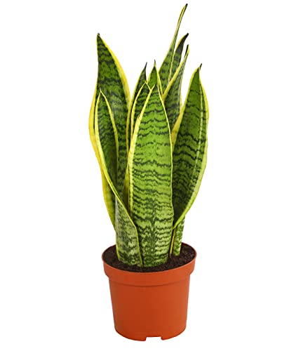 Dehner Bogenhanf Laurentii, Sansevieria trifasciata, schwertförmige Blätter, 40-45 cm, Ø Topf 14 cm, Zimmerpflanze von Dehner