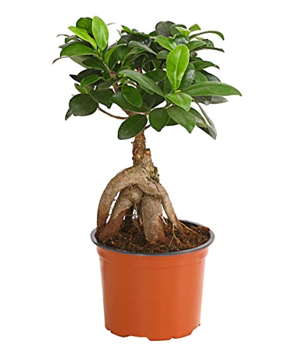 Dehner Chinesische Feige Ginseng, Ficus microcarpa, dicke Luftwurzeln, 30-40 cm, Ø Topf 12 cm, Bonsai von Dehner