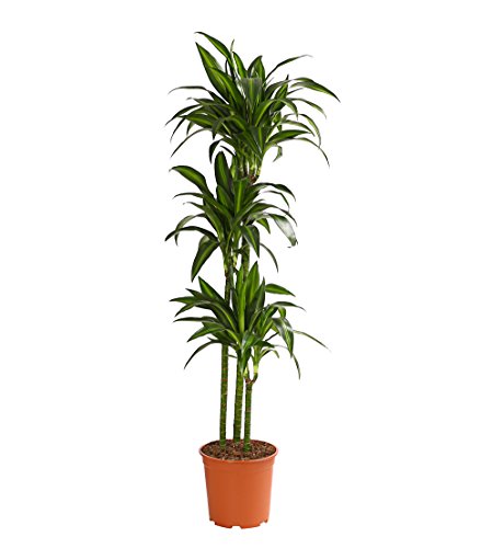 Dehner Drachenbaum Hawaiian Sunshine, dreitriebig, 140-150 cm, Ø Topf 24 cm, Zimmerpflanze von Dehner