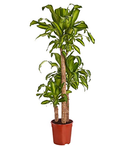 Dehner Drachenbaum Massangeana, dreitriebig, ca. 140-150 cm, Ø Topf 24 cm, Zimmerpflanze von Dehner