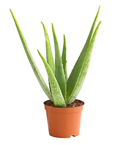 Dehner Echte Aloe, Aloe vera, fleischige Blätter, 40-60 cm, Ø Topf 15 cm, Sukkulente von Dehner