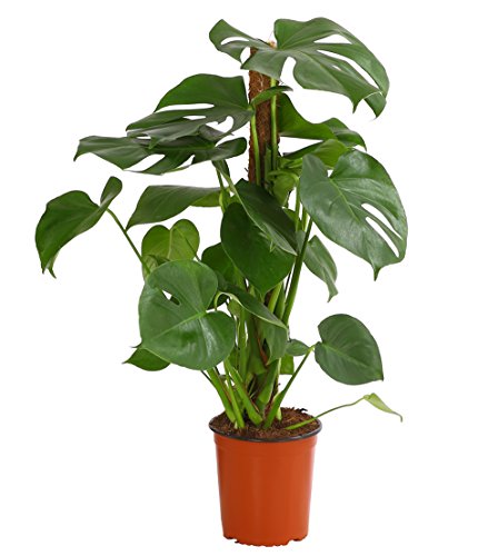 Dehner Fensterblatt-Monstera, geschlitztes Blattwerk, ca. 70-80 cm, Ø Topf 19 cm, Zimmerpflanze von Dehner