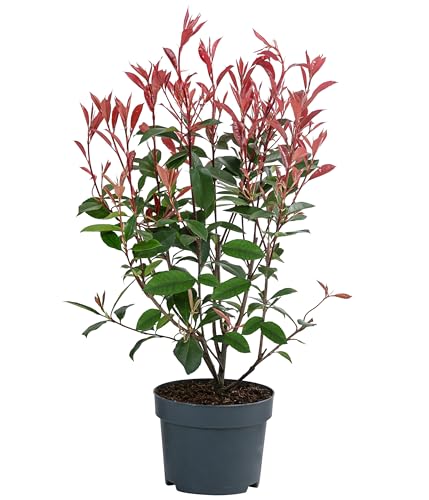 Dehner Glanzmispel Carre Rouge, Photinia fraseri, immergrüner Strauch mit rotem Blattaustrieb, 30-35 cm, 2 l Topf, Heckenpflanze von Dehner