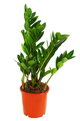 Dehner Glücksfeder, mit ledrigen Fiederblättern, 20-30 cm, Ø Topf 17 cm, Zimmerpflanze von Dehner