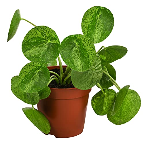 Dehner Glückstaler Mojito, Pilea peperomioides, Pflanzen-Rarität, ca. 15 cm, Ø Topf 13 cm, Zimmerpflanze von Dehner
