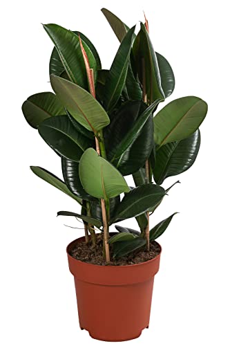 Dehner Gummibaum Robusta, Ficus elastica, dreitriebig, 80-90 cm, Ø Topf 27 cm, Zimmerpflanze von Dehner