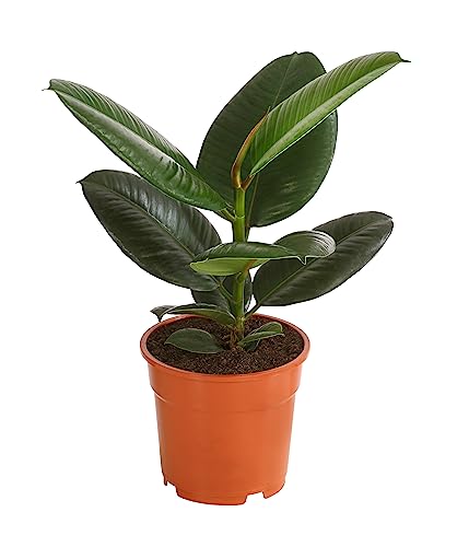 Dehner Gummibaum Robusta, Ficus elastica, eintriebig, 50-60 cm, Ø Topf 17 cm, Zimmerpflanze von Dehner