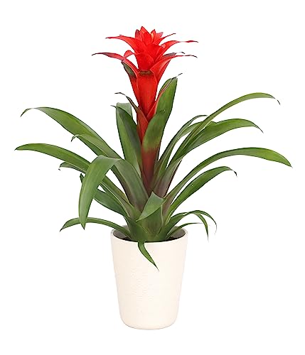 Dehner Guzmanie, Guzmania calypso, mit Übertopf, Bromelie mit roter Blüte, ca. 35 cm, Ø Topf 13 cm, Zimmerpflanze von Dehner