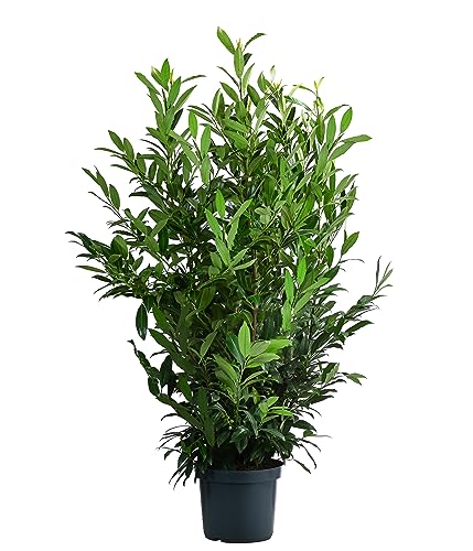 Dehner Kirschlorbeer Herbergii, Prunus laurocerasus, immergrüner Busch, 100-125 cm, 15 l Topf, Ziergehölz von Dehner