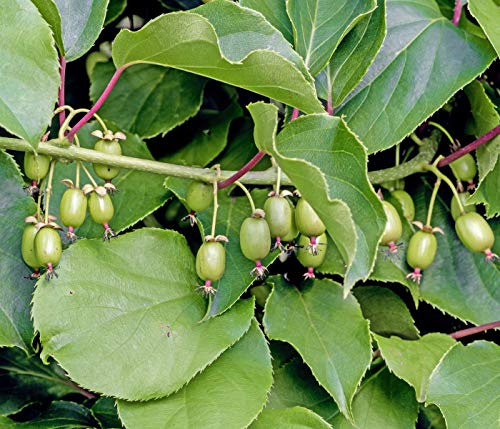 Dehner Kiwi Weiki®, glatte und essbare Schale, ca. 50-70 cm, Obstpflanze von Dehner