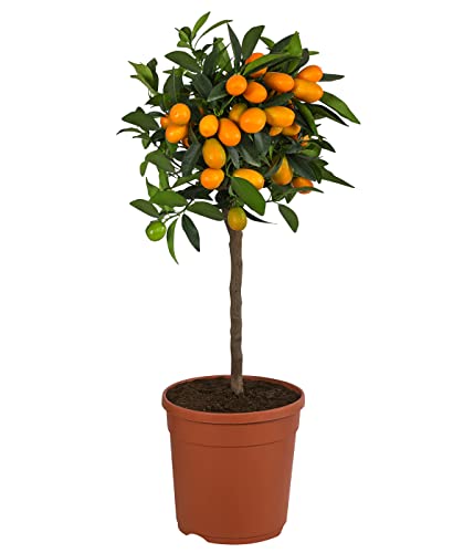 Dehner Kumquat, essbare Früchte, ca. 40-50 cm, Ø Topf ca. 20 cm, Zitruspflanze von Dehner