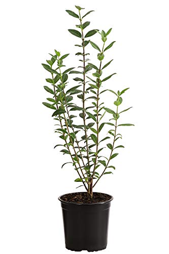 Dehner Wintergrüner Liguster Atrovirens, für 1-1.5 Meter Hecke, ca. 30-35 cm, 5 x 2 l Topf, Heckenpflanze von Dehner