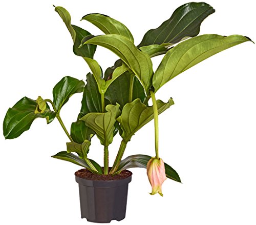 Dehner Medinille, Medinilla magnifica, rosa-farbene Blüten, 30-40 cm inkl. Pflanztopf, Ø Topf 14 cm, Zimmerpflanze von Dehner