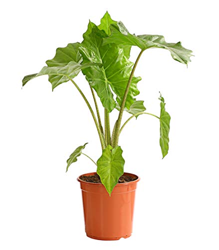 Dehner Pfeilblatt, Alocasia portodora, gewellte Blätter, ca. 80-85 cm, Ø Topf 24 cm, Zimmerpflanze von Dehner