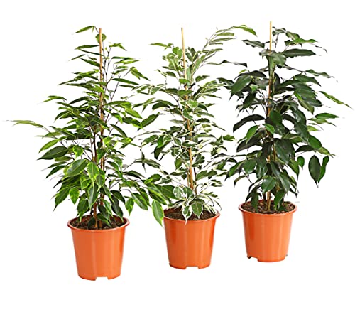 Dehner Pflanzenset Birkenfeige, 3er Set Ficus benjamini, je 40-50 cm, Ø Topf je 14 cm, Zimmerpflanzen von Dehner