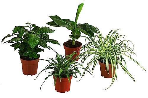 Dehner Pflanzenset Botanical Charm, 4 Sorten Kaffeepflanze, Grünlilie, Schwertfarn Zwerg-Banane, je 20-30 cm, Ø Topf je 12 cm, Zimmerpflanzen von Dehner