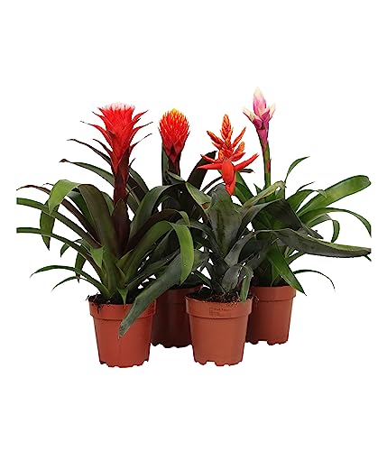 Dehner Pflanzenset Bromelien, 4er Set, 3 x Guzmanien, 1 x Lanzenrosette, je ca. 35 cm, Ø Topf je 13 cm, Zimmerpflanze von Dehner