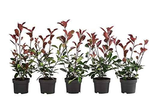 Dehner Purpur-Glanzmispel Red Robin, für 1 Meter Hecke, 20-35 cm, 5 x 2 l Topf, Heckenpflanze von Dehner