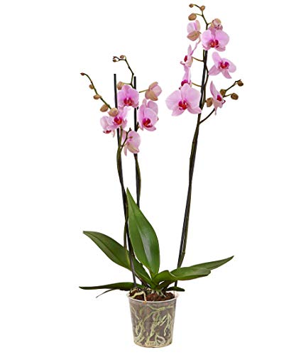 Dehner Schmetterlingsorchidee, dreitriebig mit rosa Blütenrispen, ca. 60-70 cm, Ø Topf 12 cm, Zimmerpflanze von Dehner