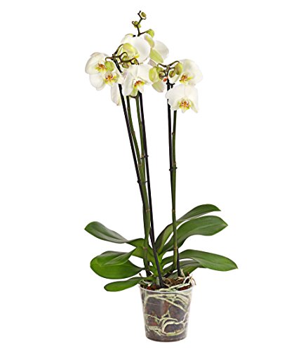 Dehner Schmetterlingsorchidee, dreitriebig mit weißen Blüten, ca. 50-60 cm, Ø Topf 12 cm, Zimmerpflanze von Dehner