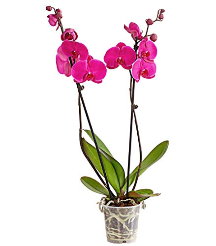 Dehner Schmetterlingsorchidee, zweitriebig, pinke Blüten, ca. 50-60 cm, Ø Topf 12 cm, Zimmerpflanze von Dehner